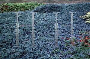 Picture of Juniperus horizontalis 'Blue Acres'