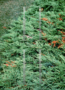Picture of Juniperus sabina 'Arcadia'