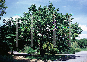 Picture of Halesia tetraptera 