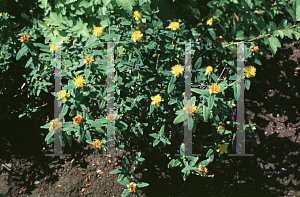 Picture of Hypericum frondosum 