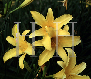 Picture of Hemerocallis  'Ophir'