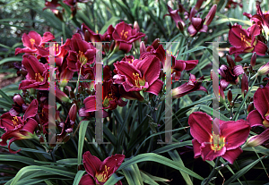 Picture of Hemerocallis  'Grape Velvet'