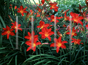 Picture of Hemerocallis  'Chipper Cherry'