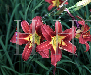 Picture of Hemerocallis  'Purple Waters'