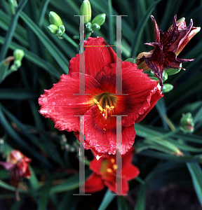 Picture of Hemerocallis  'Siloam Show Girl'