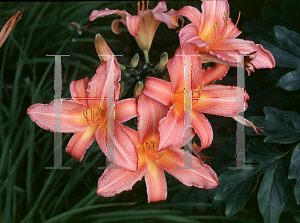 Picture of Hemerocallis  'Evelyn Claar'