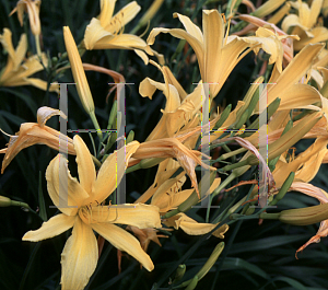 Picture of Hemerocallis  'Goliath'