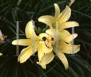 Picture of Hemerocallis  'Hyperion'