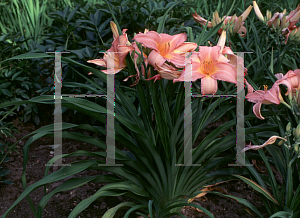 Picture of Hemerocallis  'Singing Sixteen'