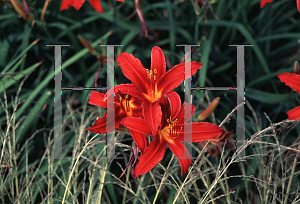 Picture of Hemerocallis  'Crimson Pirate'