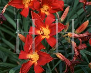 Picture of Hemerocallis  'Crimson Glory'