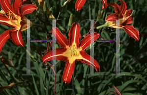 Picture of Hemerocallis  'Bertrand Farr'