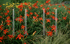 Picture of Hemerocallis  'Crimson Pirate'