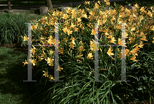 Picture of Hemerocallis  'August Pioneer'