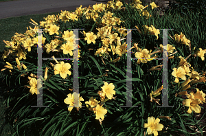 Picture of Hemerocallis  'Silk and Honey'