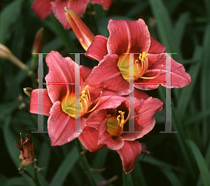 Picture of Hemerocallis  'Darius'