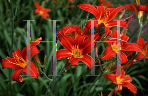 Picture of Hemerocallis  'Saladin'