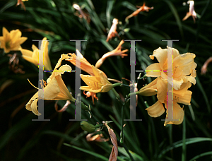 Picture of Hemerocallis  'Mrs. A.H. Austin'