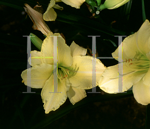 Picture of Hemerocallis  'Dorothe Louise'