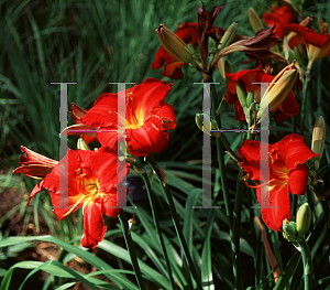 Picture of Hemerocallis  'Chicago Firecracker'