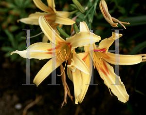 Picture of Hemerocallis  'Aristocrat'