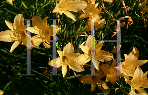 Picture of Hemerocallis  'August Pioneer'