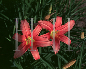 Picture of Hemerocallis  'Pink Damask'