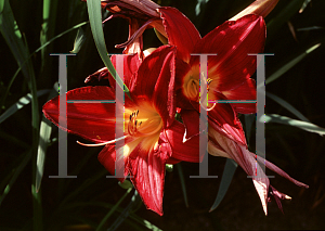 Picture of Hemerocallis  'Wine Bold'