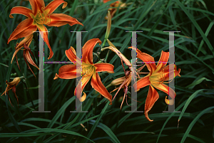 Picture of Hemerocallis  'Kansas'