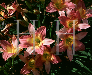 Picture of Hemerocallis  'Nile Crane'