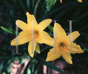 Picture of Hemerocallis  'Orange Beauty'