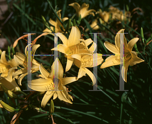 Picture of Hemerocallis  'Margaret'