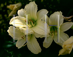 Picture of Hemerocallis  'Fond Caress'