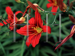 Picture of Hemerocallis  'Black Cherry'