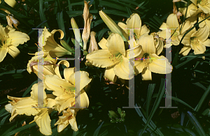 Picture of Hemerocallis  'Bejeweled'