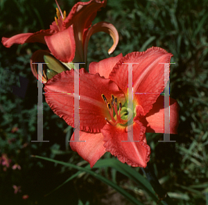 Picture of Hemerocallis  'Cassadiana'