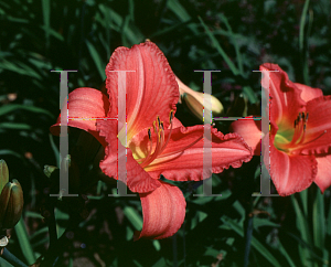 Picture of Hemerocallis  'Cassadiana'