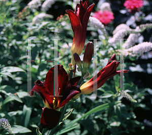 Picture of Hemerocallis  'Rootbeer'