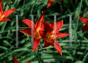 Picture of Hemerocallis  'Mount Vernon'