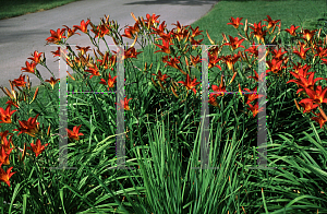 Picture of Hemerocallis  'Mount Vernon'