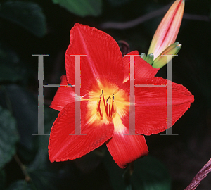 Picture of Hemerocallis  'Red Volunteer'