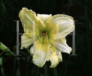 Picture of Hemerocallis  'So Lovely'