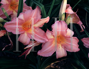 Picture of Hemerocallis  'Singing Sixteen'