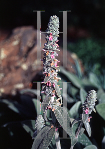 Picture of Stachys byzantina 