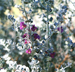 Picture of Leucophyllum pruinosa 