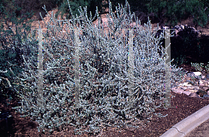 Picture of Leucophyllum pruinosa 