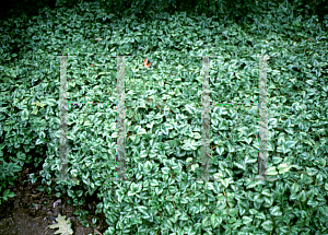 Picture of Lamium galeobdolon 'Variegatum'