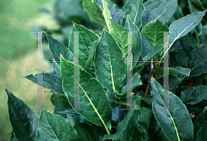 Picture of Lonicera alpigena 