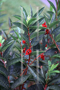 Picture of Lonicera involucrata var. alpina 