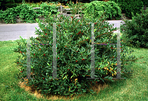 Picture of Lonicera involucrata var. alpina 